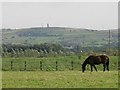 Pastureland at Woodhouses