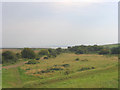 Stanford Marshes, Essex