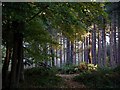 SK6062 : Sherwood Pines Forest Park, Notts. by Lynne Kirton