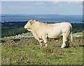 SZ6385 : Charolais Bull on Culver Down by Penny Mayes