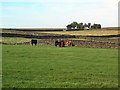 SE0141 : Pasture behind Highfield Farm by David Spencer