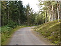 NH3230 : Forestry track by Roger McLachlan