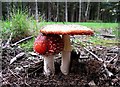 Fly Agaric (Amanita muscaria) in Sherwood Pines Forest Park