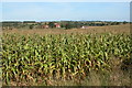 Field of Maize at Kilcot