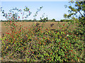 Autumnal Hedgerow, near Peartree Green, Essex