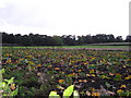 Rhubarb Patch