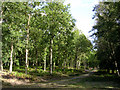 Beeches in the Bramshaw Inclosure, New Forest