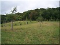 Tedney Bank and New Orchards