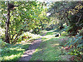 SE1047 : Footpath in Panorama Woods, Ilkley by David Spencer