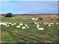 Sheep near East Moor House Farm