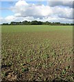 Fields near Marcham