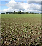 SU4597 : Fields near Marcham by Alan Iwi