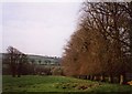 Line of trees behind Tremeere Manor, Lanivet