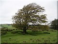 NS9436 : Beech Tree, near Cleuch Burn by Chris Eilbeck