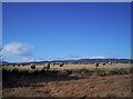 Field of Bales