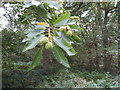 Fruit and nuts of Sweet (Spanish) Chestnut