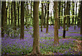 Cleeve: bluebell wood