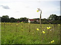 Evening Primrose in the Afternoon