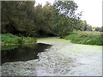 TL4354 : Byron's Pool, Grantchester, Cambs by Rodney Burton