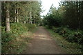 Footpath through Delamere Forest