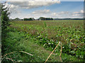 Terrace Hills Farm, near Branston, Leicestershire