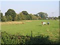 River Flit meadows, Flitton, Beds