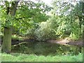 Pond in Woods