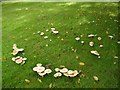 SJ6283 : Fungi by Keith Williamson