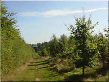 SK2716 : Plantation, Foxley Wood, Linton by Sue Adair