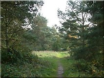 SU7660 : A footpath through the trees by Colin Bates