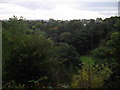 Jesmond Dene Tree Tops