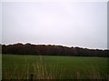 The Woods overlooking The North Esk