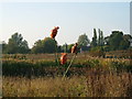 Orange Ladybirds, Great Leighs