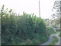 Rural lane at Musley