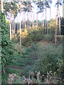 Disused Quarry pit, now taken over by the forest.