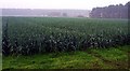 Field of leeks, Sherwood Pines Forest Park