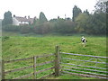 Field at Red House Farm, Leicestershire