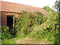 Overgrown derelict barn