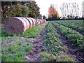 Strawberry field