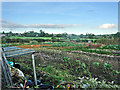 SK7222 : Allotments, Welby Lane near Ab Kettleby, Leicestershire by Kate Jewell
