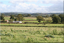 ST0213 : Halberton: paddocks near Ivy House Farm by Martin Bodman