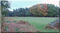 Grassy Clearing in Knole Park, Kent