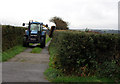 Hedging near Chacewater