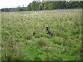 TL0116 : Wallaby at Whipsnade. by Robin Hall