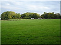 Over the fields towards Buckwood Lane.