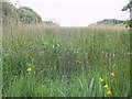 SX8244 : Marsh Vegetation, Slapton Ley by N Chadwick