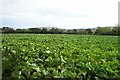 Dartmoor cabbages