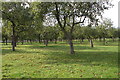 Mature apple orchard near Leddington