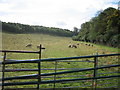 SU4026 : Field of sheep, looking south by Jon S