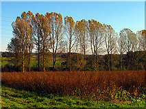 SU5371 : Autumn Fields near Frilsham by Pam Brophy